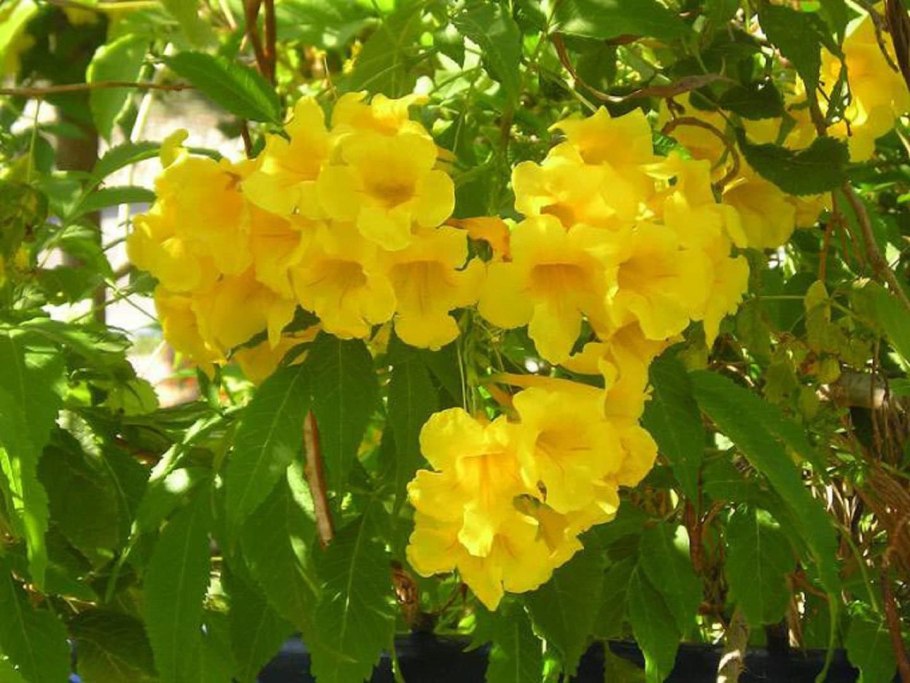 Бигнония кампсис