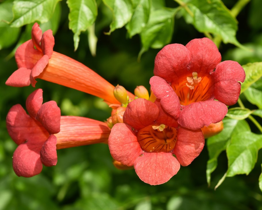 Лиана текома кампсис