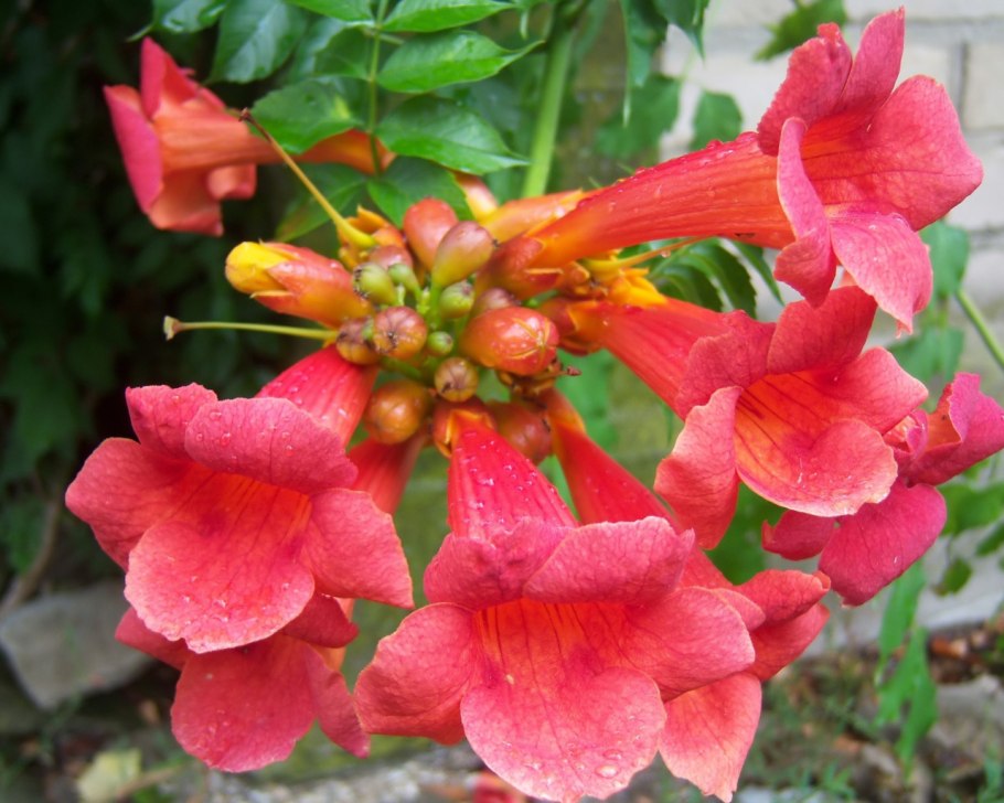 Кампсис Лиана