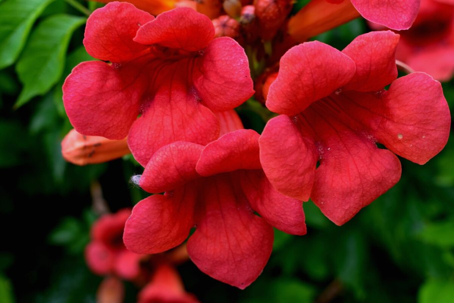 Бигнония кампсис