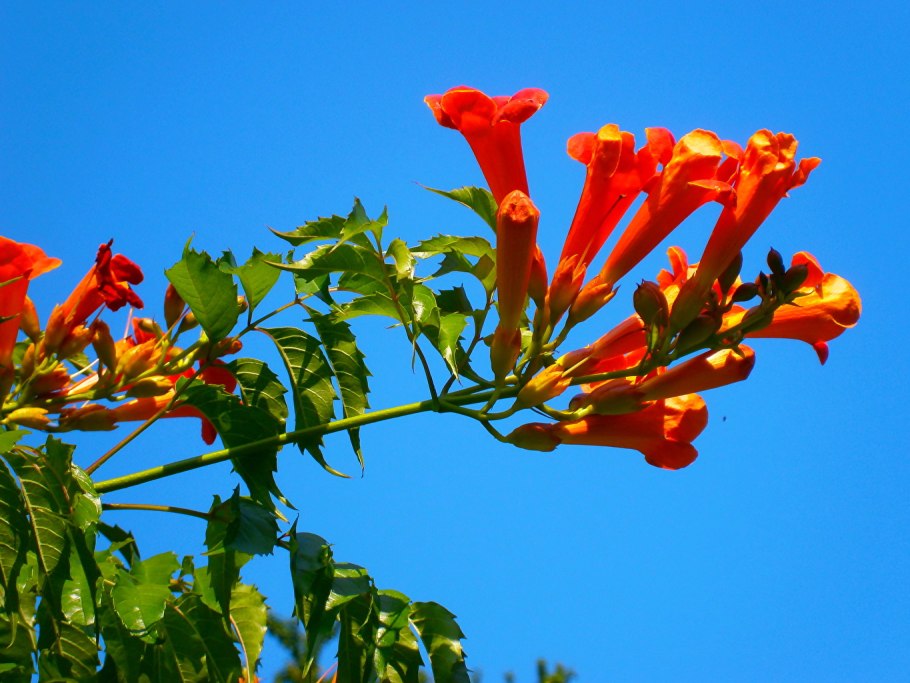 Кампсис укореняющийся