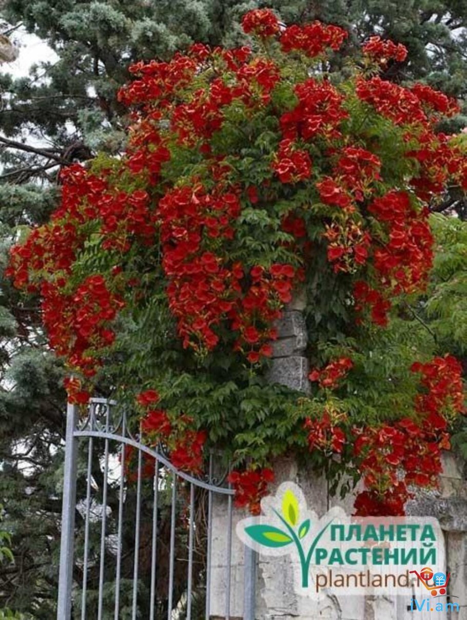 Campsis radicans (кампсис)
