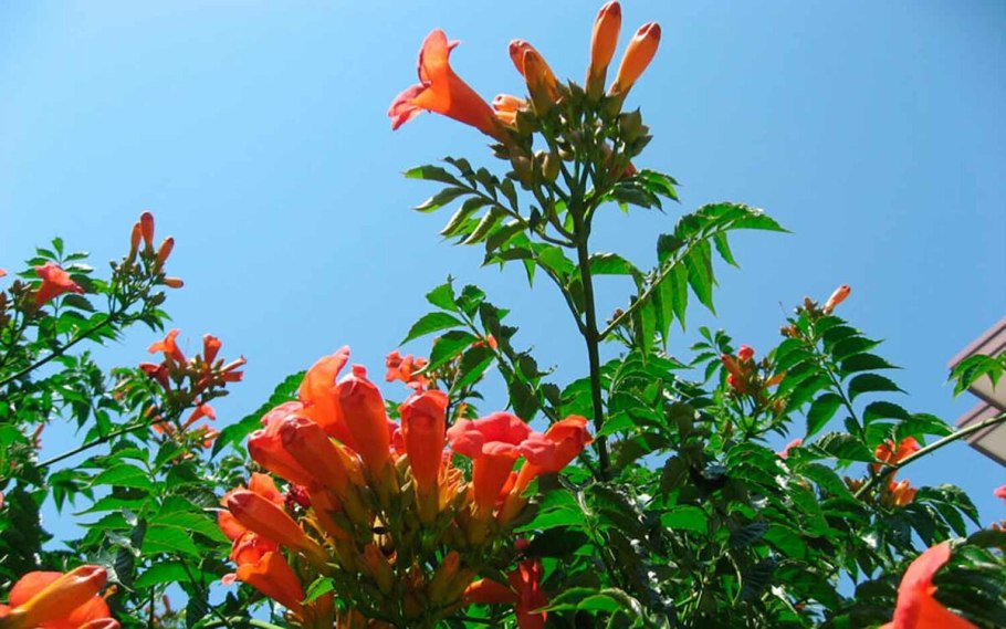 Кампсис лиана