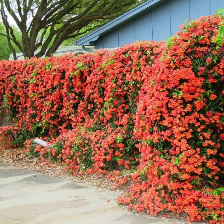 Кампсис Лиана