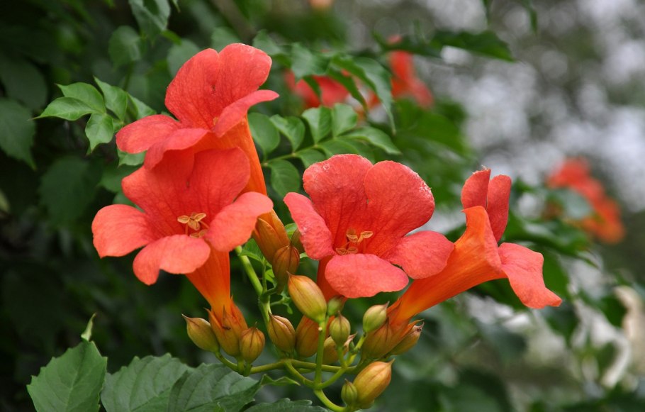 Лиана текома кампсис