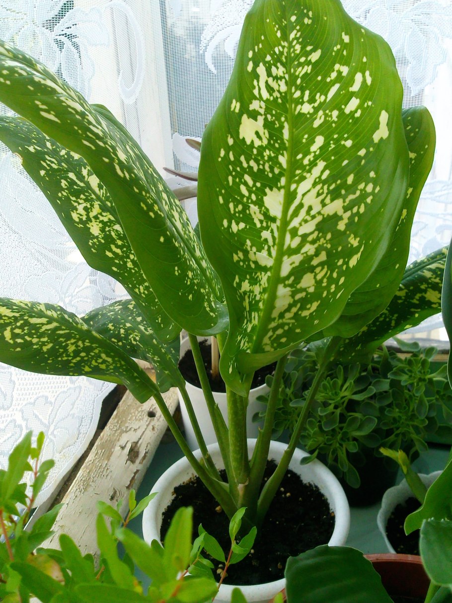 Диффенбахия Пальма