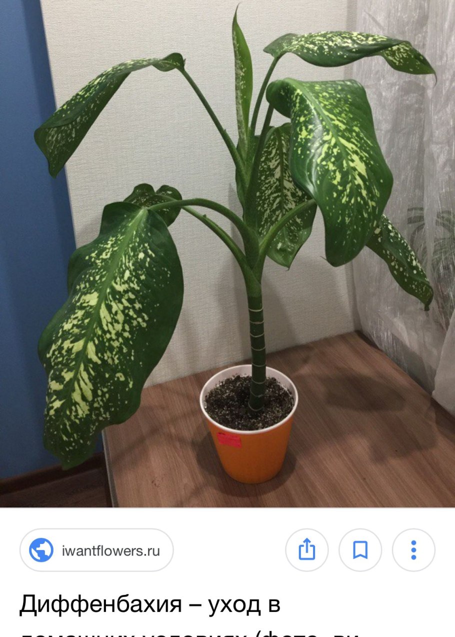 Диффенбахия Камилла