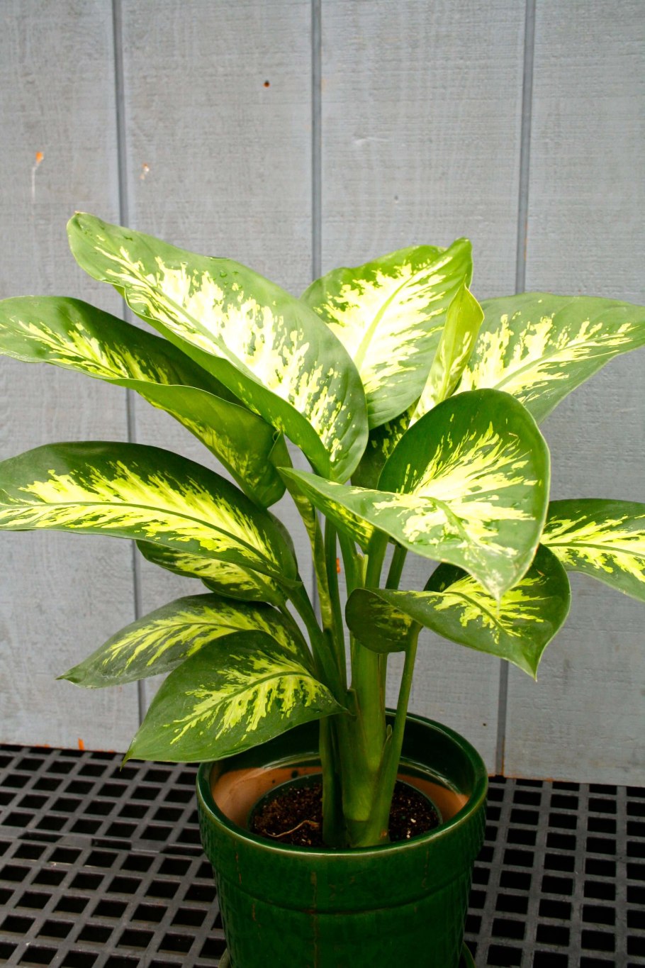 Диффенбахия тропик сноу