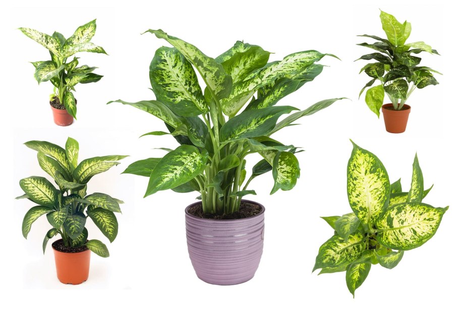 Диффенбахия compacta