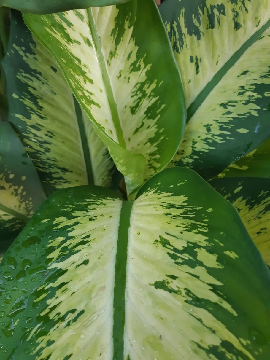 Растение диффенбахия