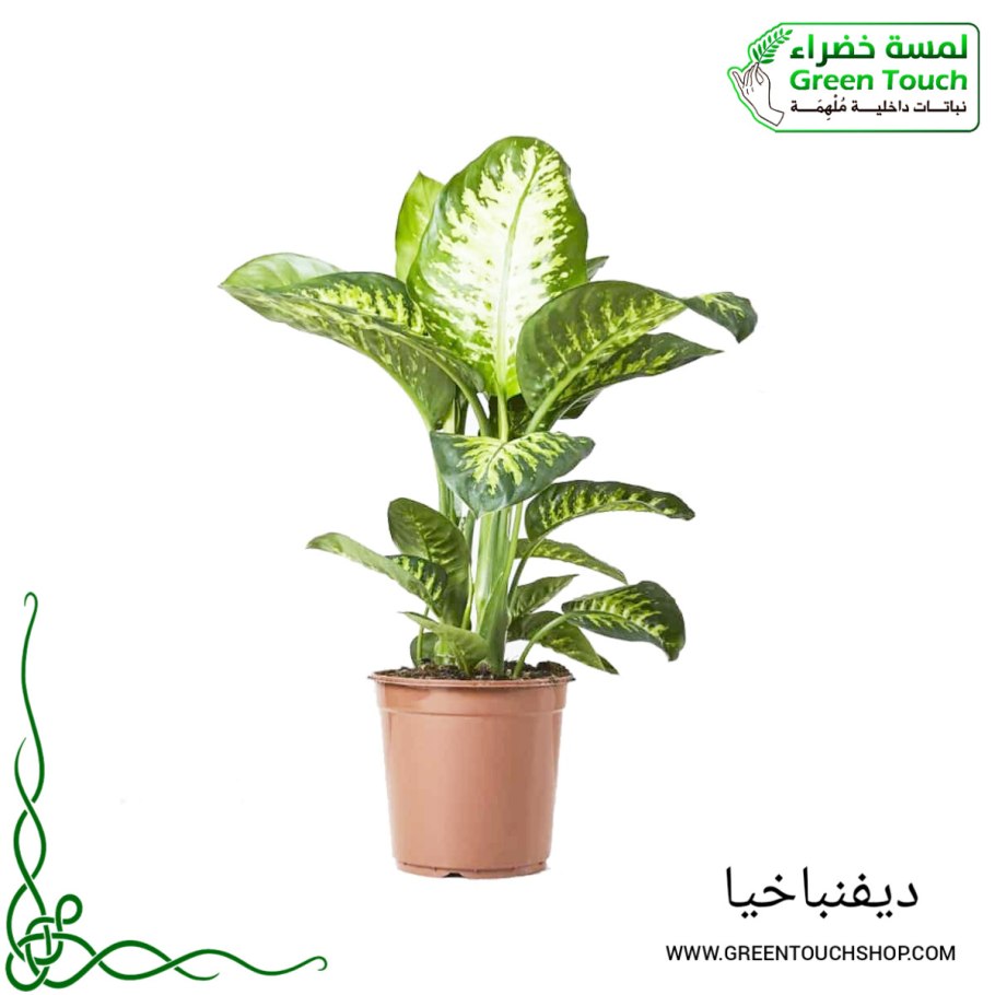 Диффенбахия Лиана