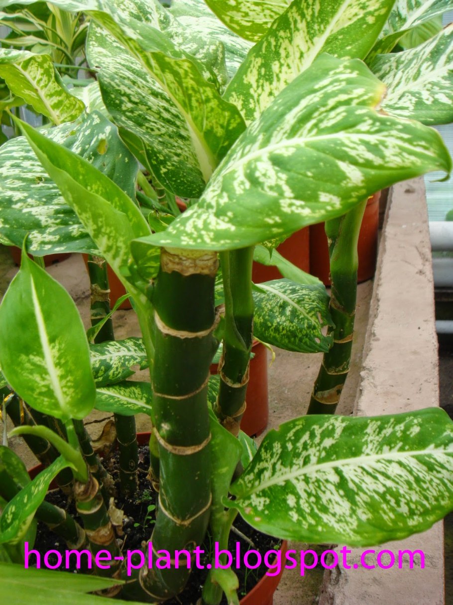 Диффенбахия опасное растение