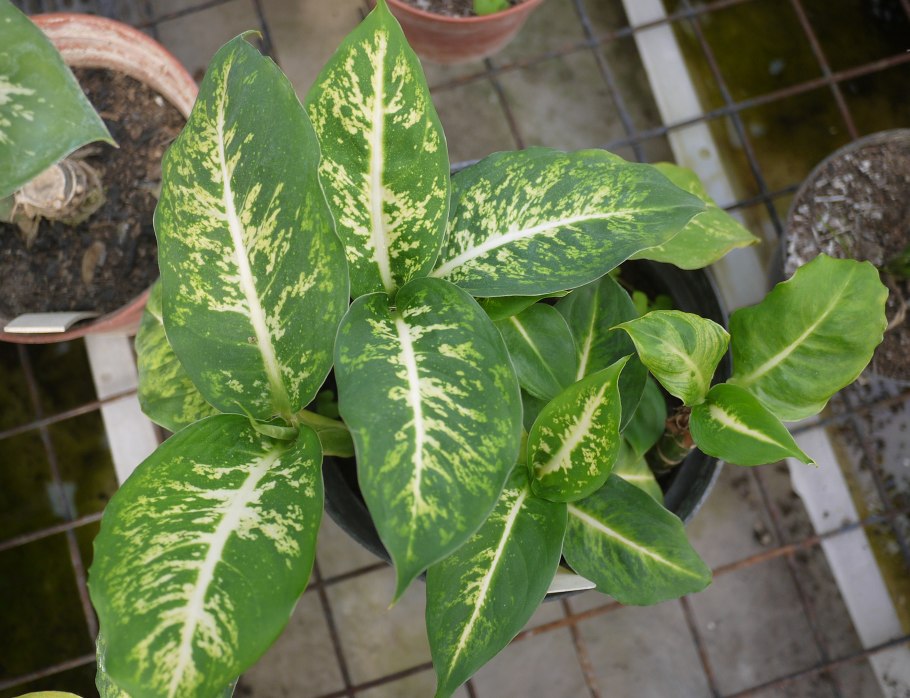 Диффенбахия баузе (dieffenbachia bausei)