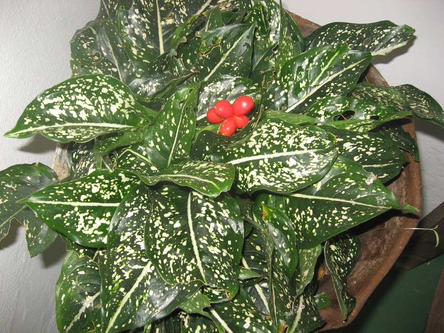 Диффенбахия цветок