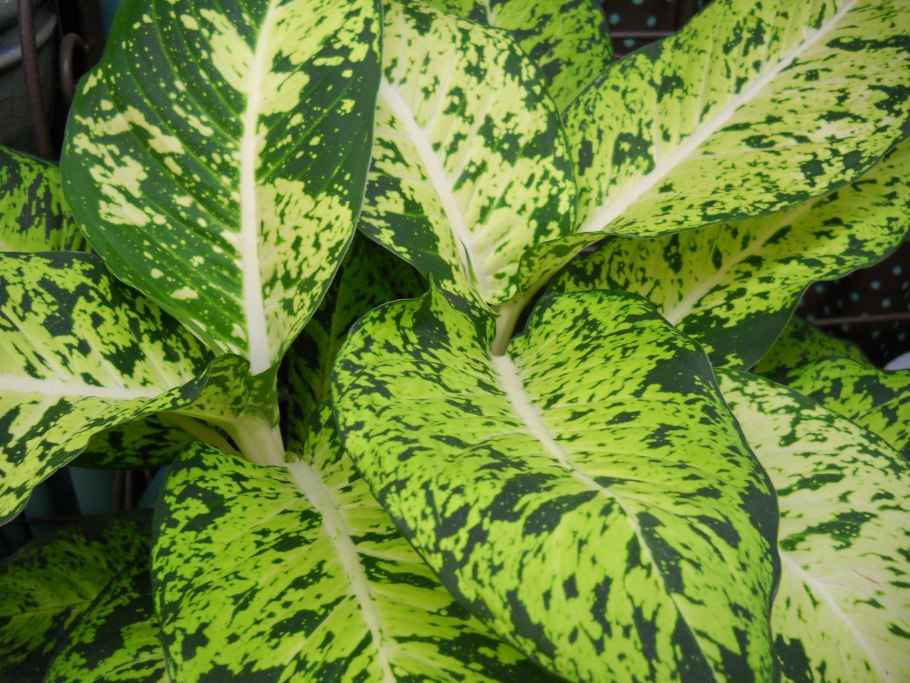 Диффенбахия Тропик Сноу
