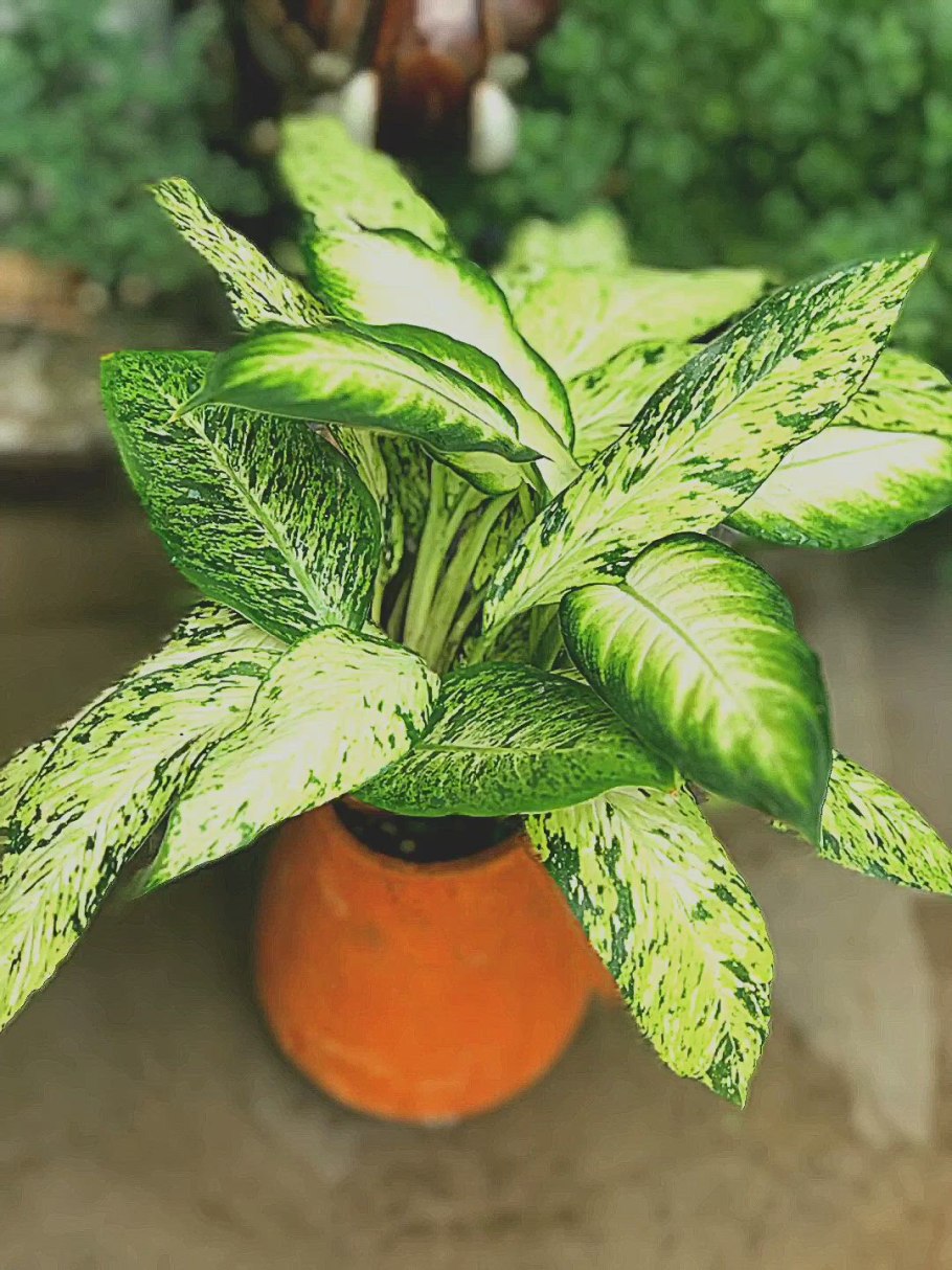 Диффенбахия аглаонема