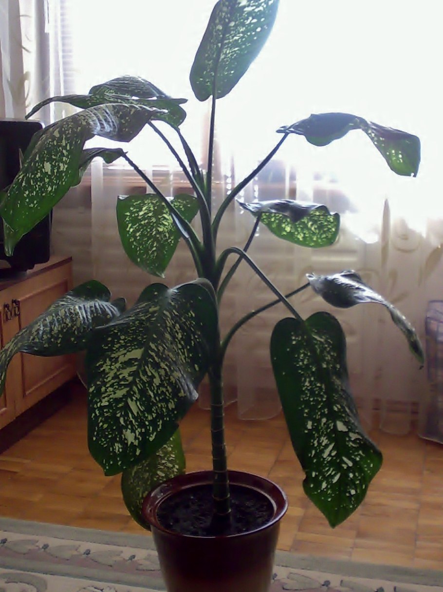 Монстера диффенбахия