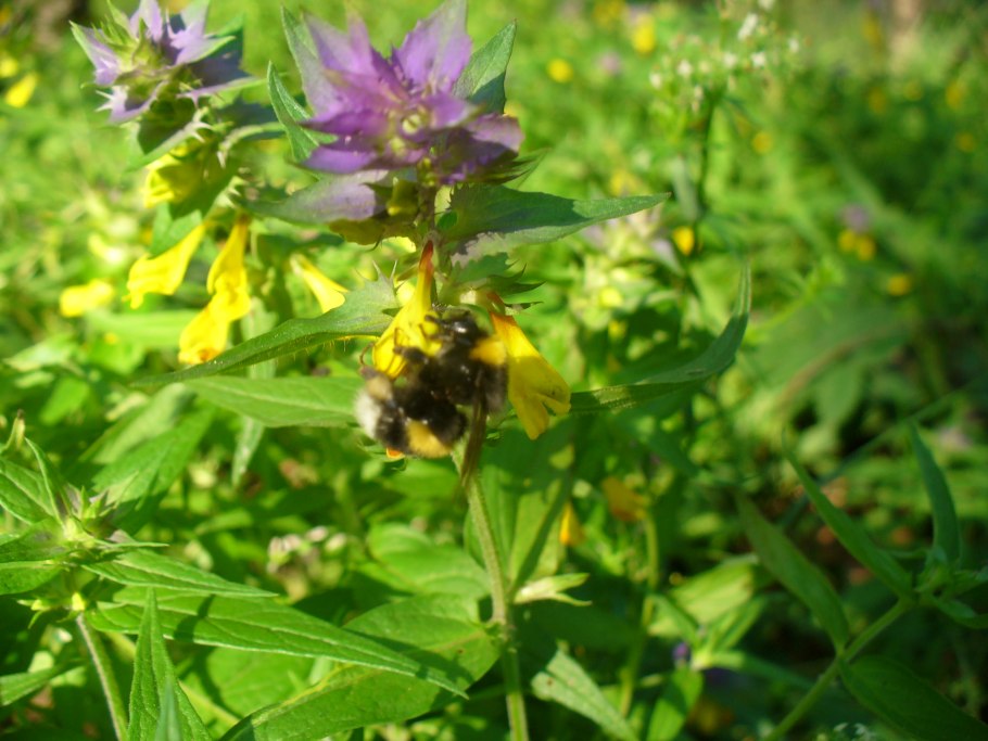 Марьянник гребенчатый