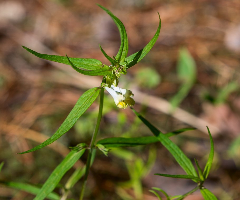 Марьянник Луговой (Melampyrum pratense)