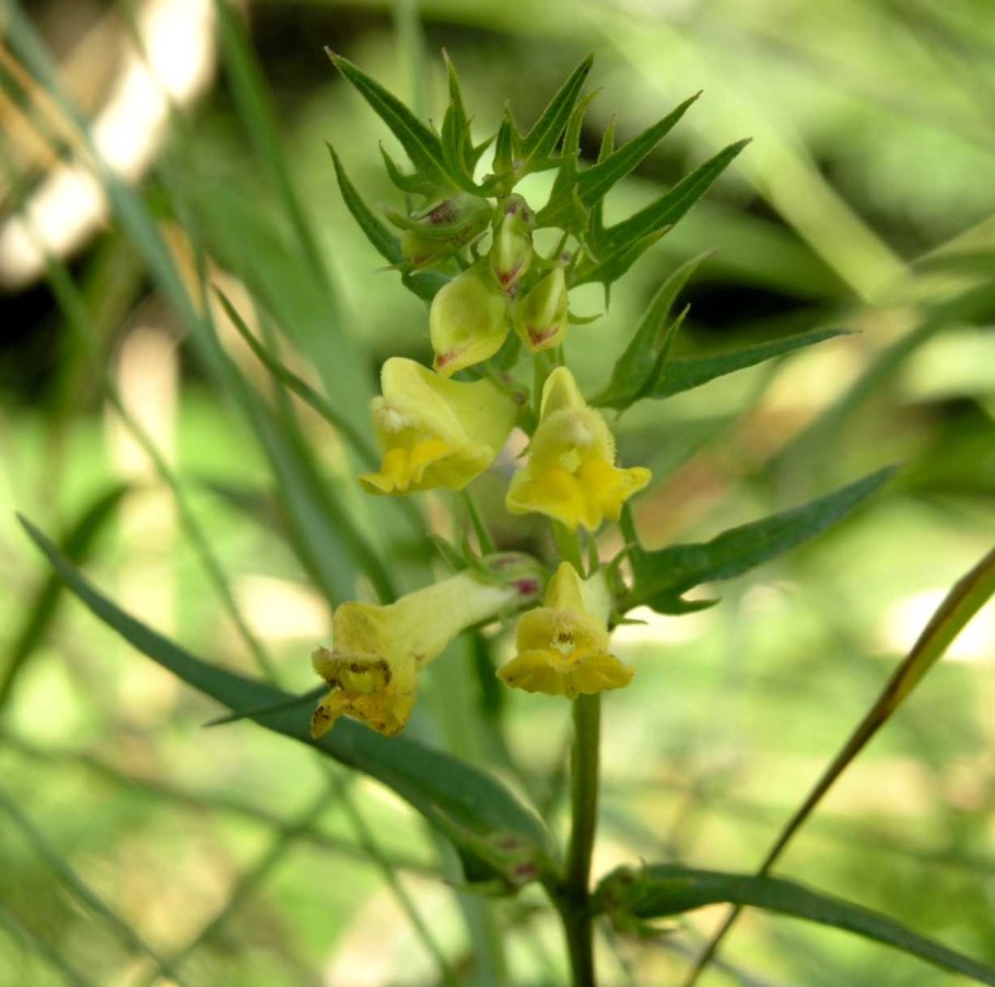 Марьянник Луговой