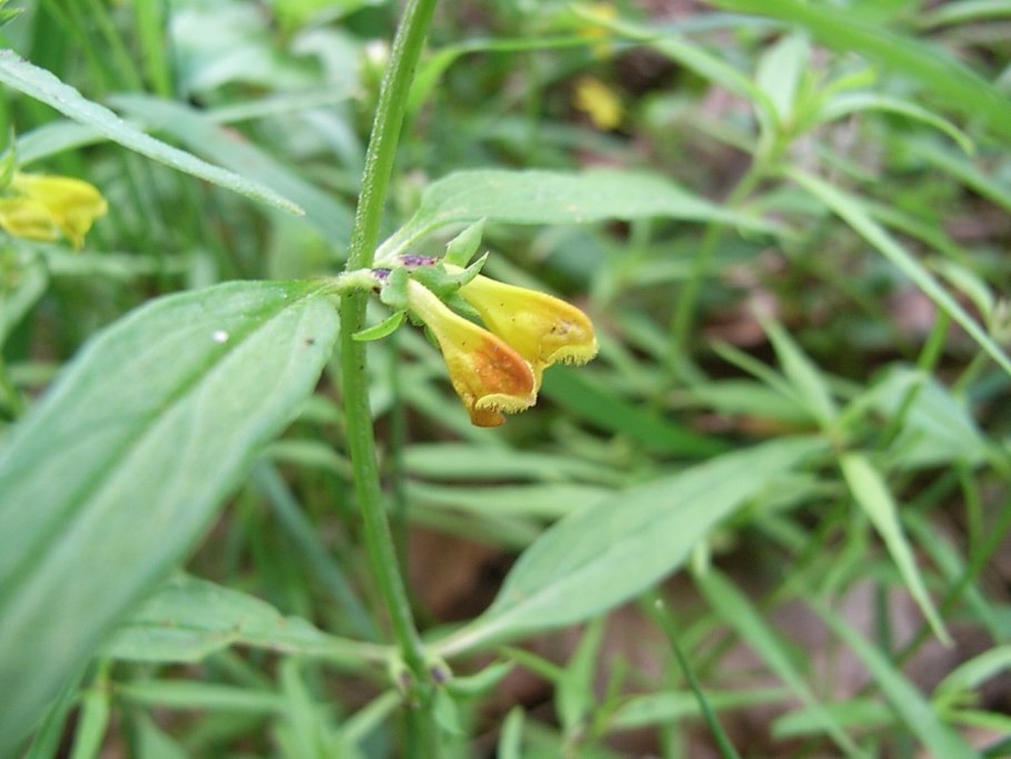 Марьянник Луговой