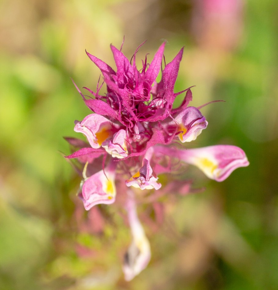Марьянник Луговой
