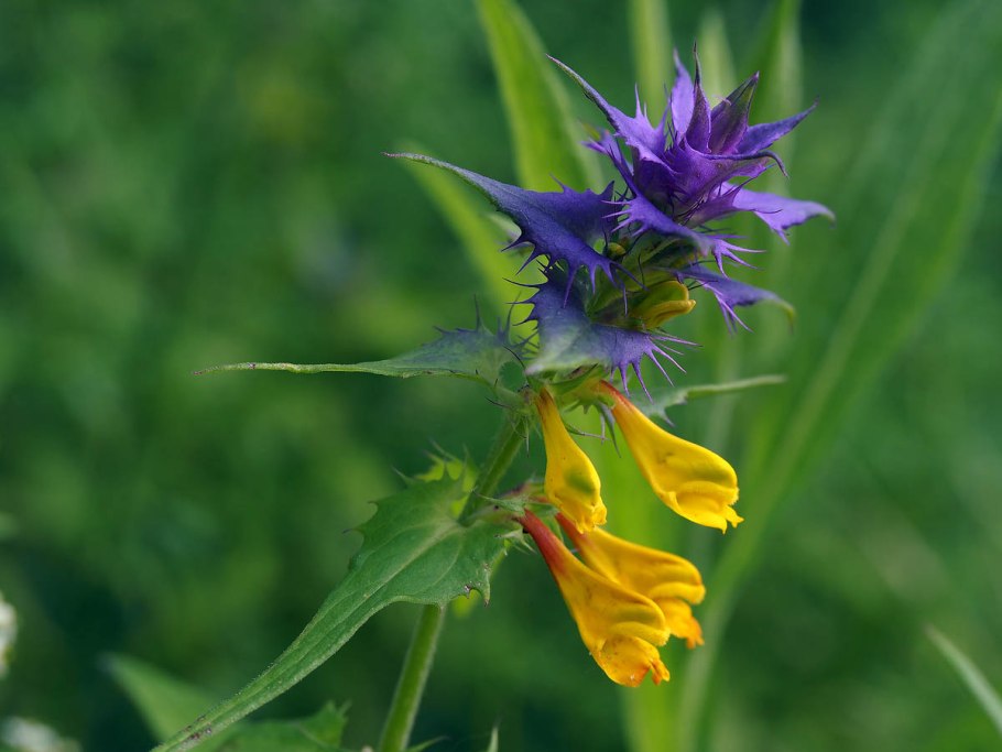 Марьянник Дубравный