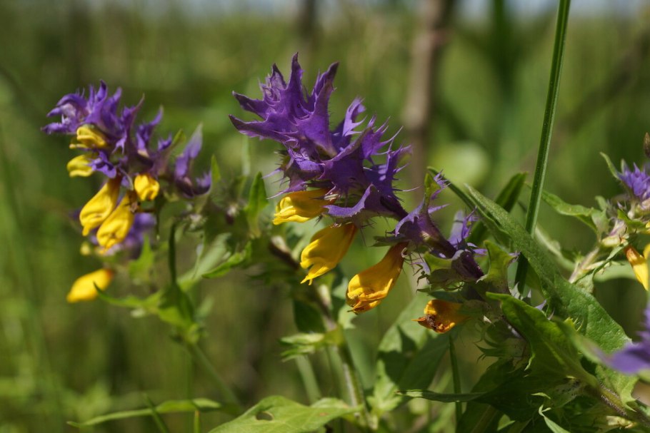 Марьянник Дубравный цветок