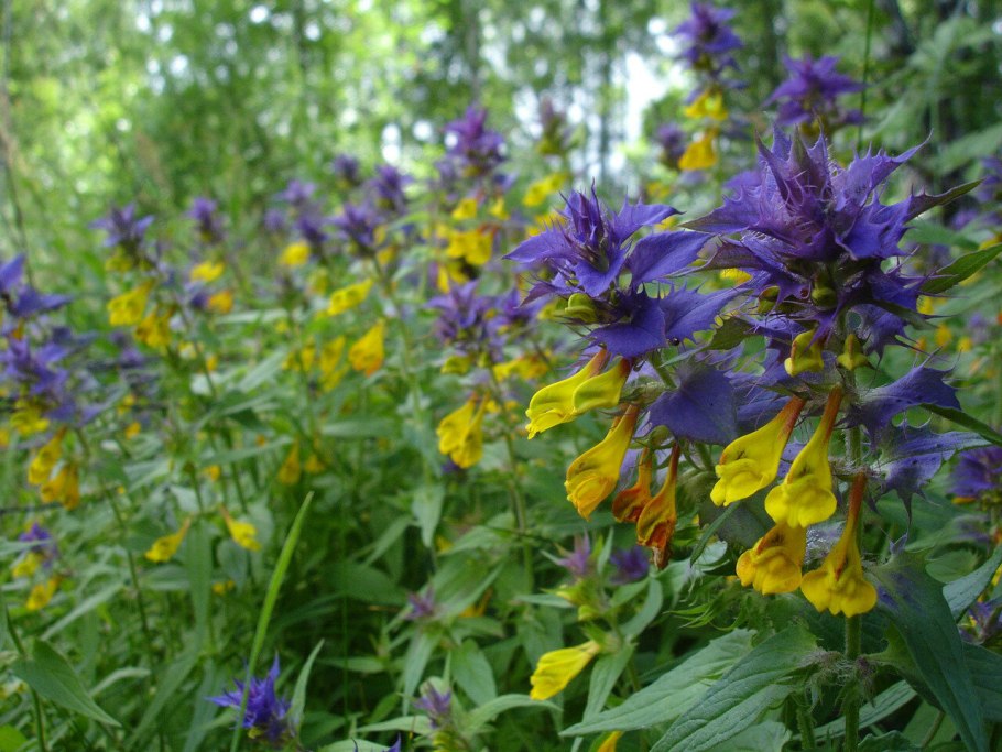 Melampyrum sylvaticum
