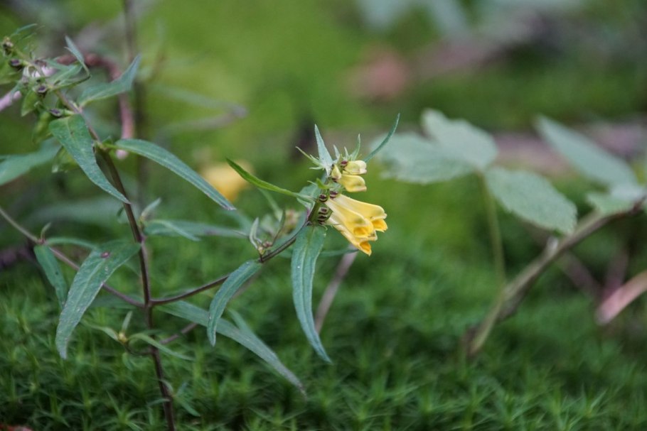 Марьянник Луговой (Melampyrum pratense)