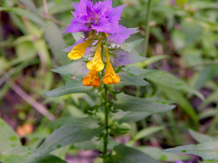 Иван да Марья сорняк