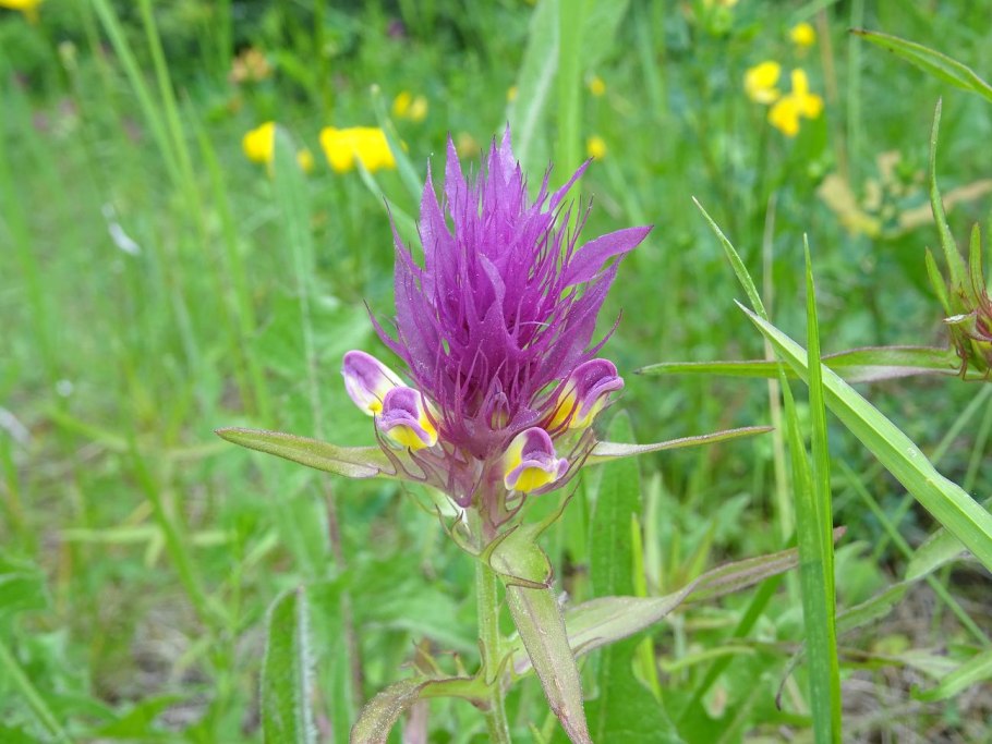 Марьянник Дубравный соцветие