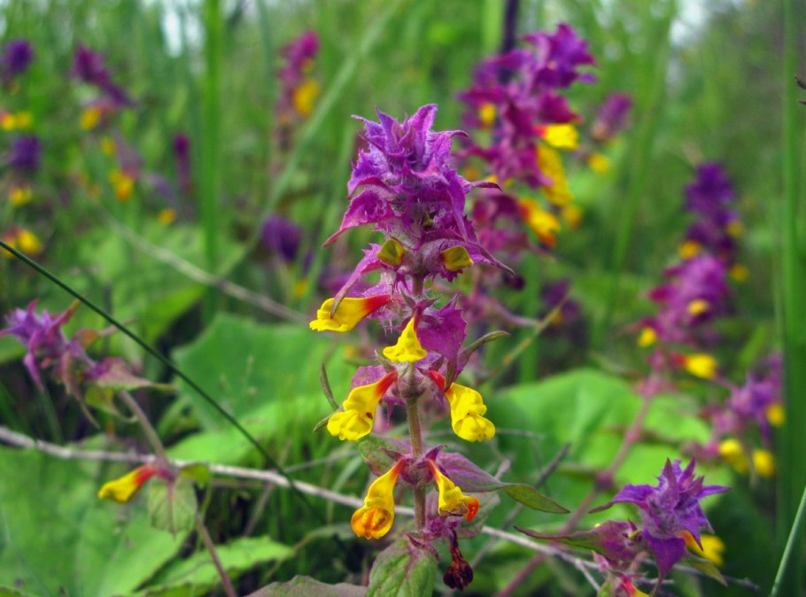 Марьянник серебристоприцветниковый