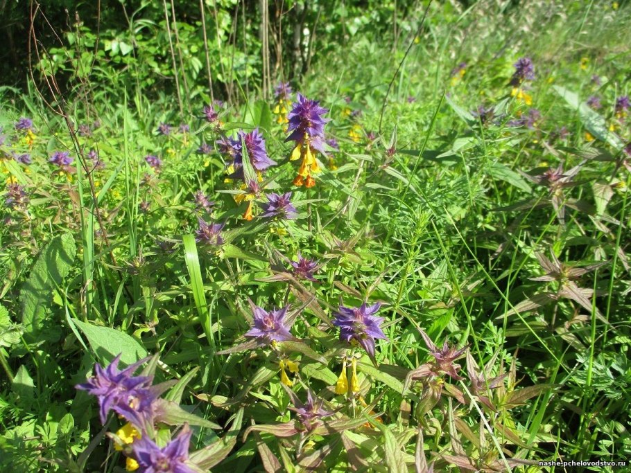 Melampyrum sylvaticum