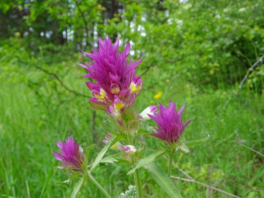 Марьянник Луговой Марьянник Луговой