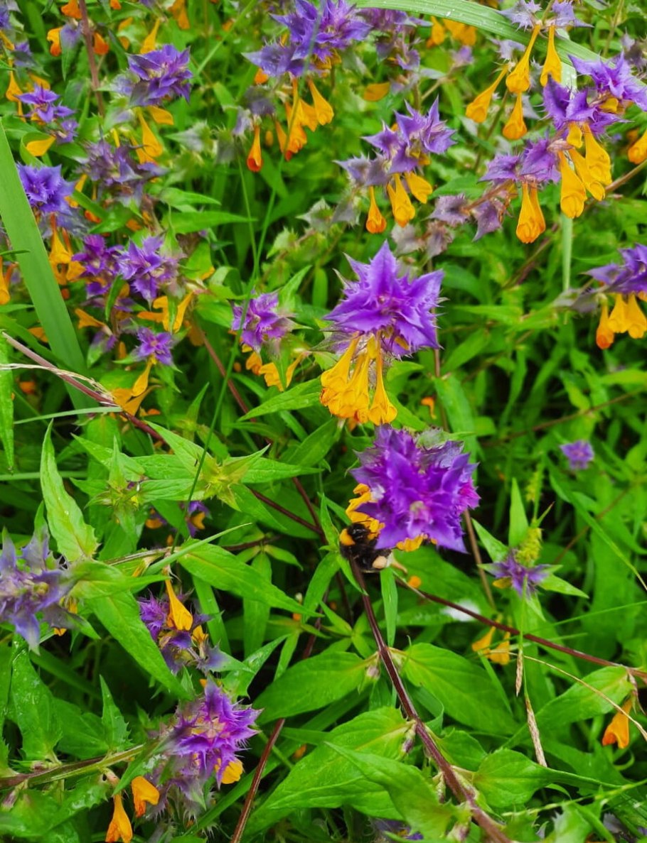 Марьянник Дубравный - Melampyrum nemorosum l.