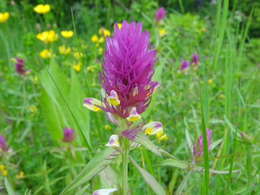 Марьянник полевой