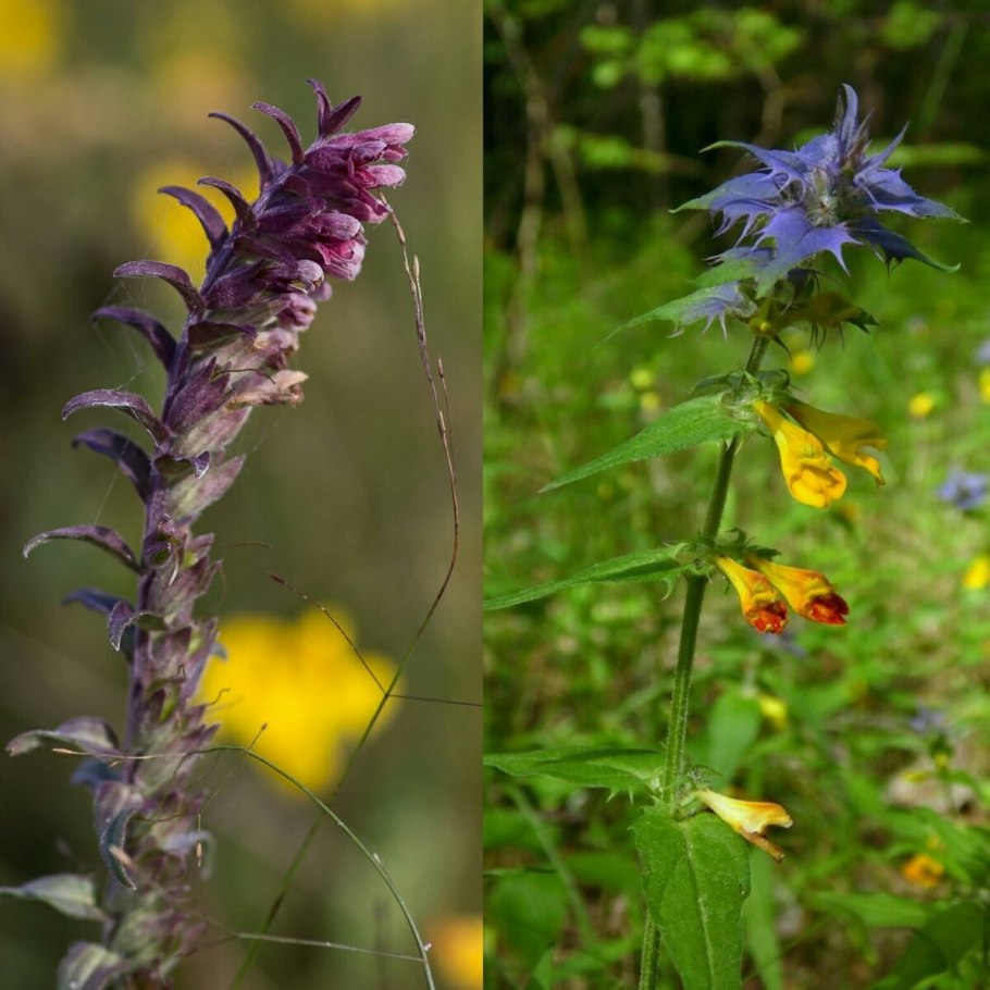 Омела Погремок Иван да Марья