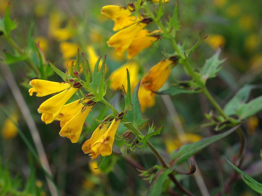 Марьянник Луговой (Melampyrum pratense)