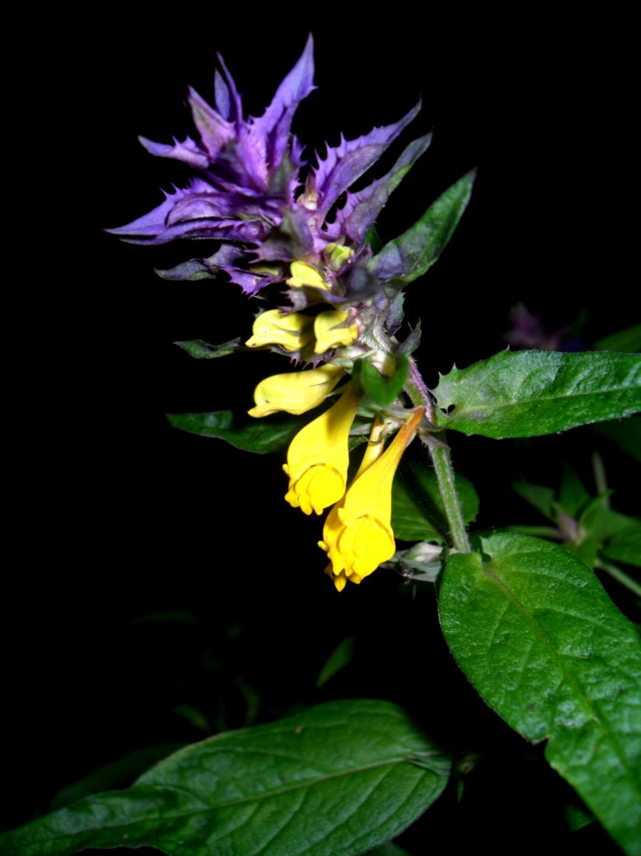 Марьянник Дубравный цветок