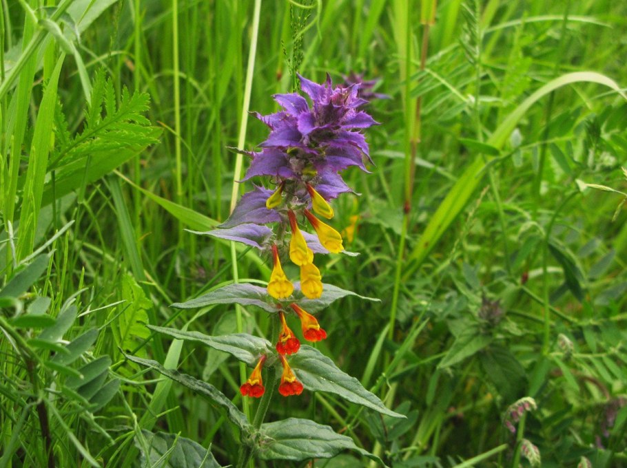 Марьянник Луговой (Melampyrum pratense)