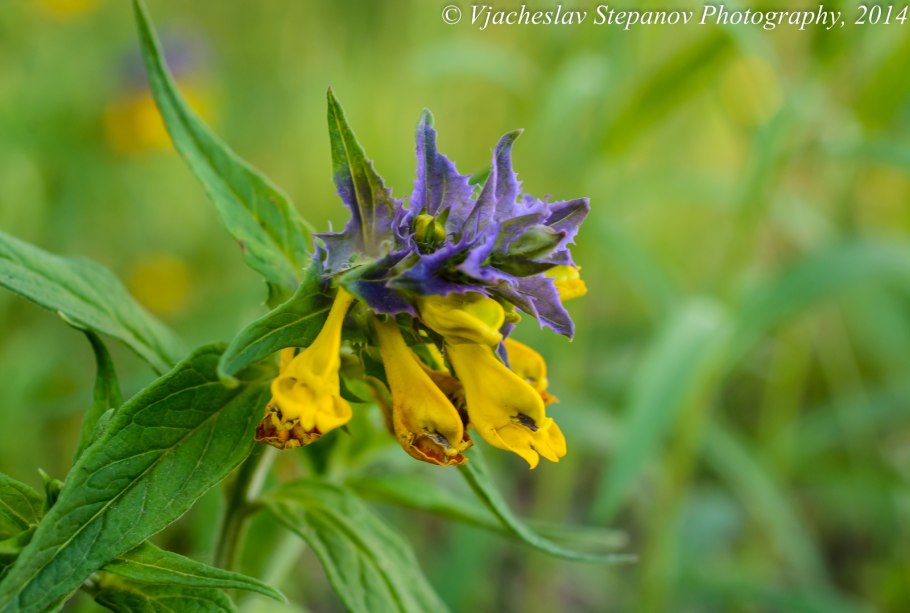 Марьянник Луговой