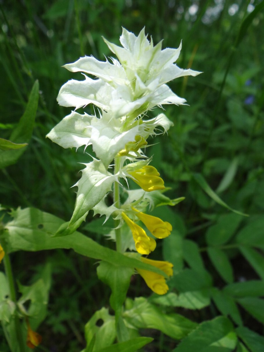 Марьянник луговой