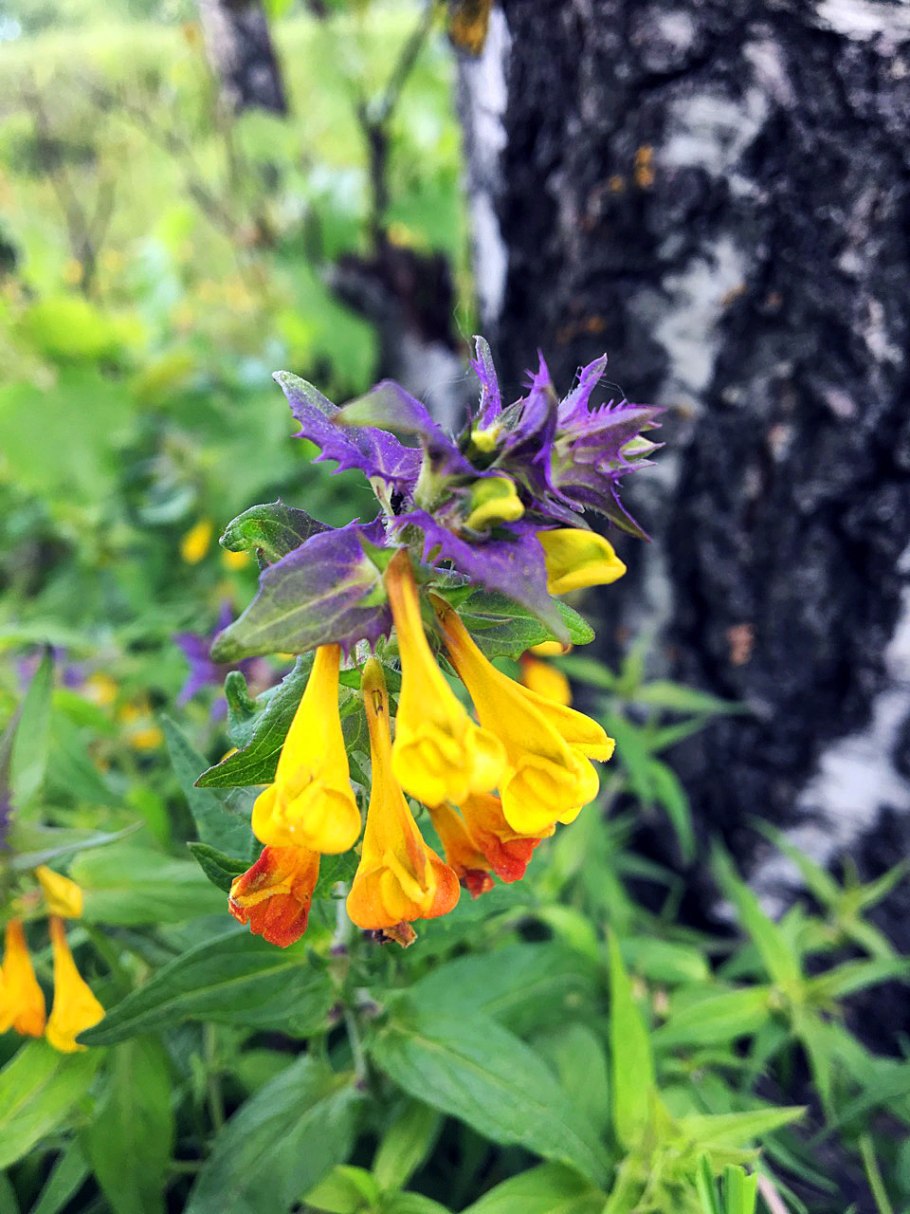 Марьянник полевой (Иван-да-Марья)