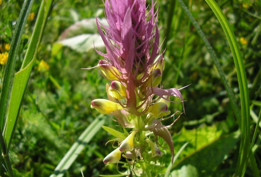 Марьянник melampyrum arvense