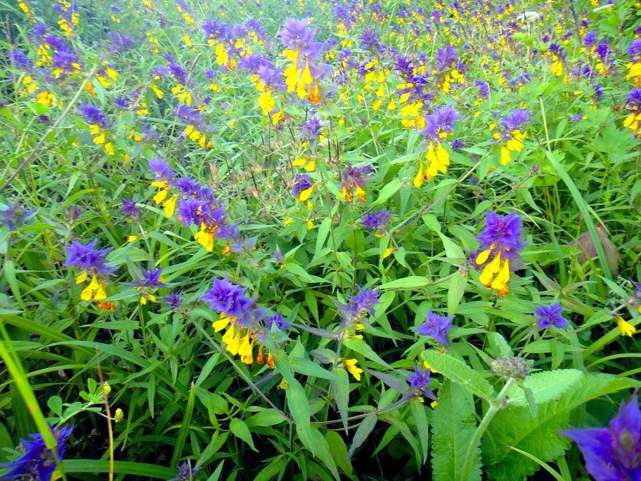 Марьянник Луговой