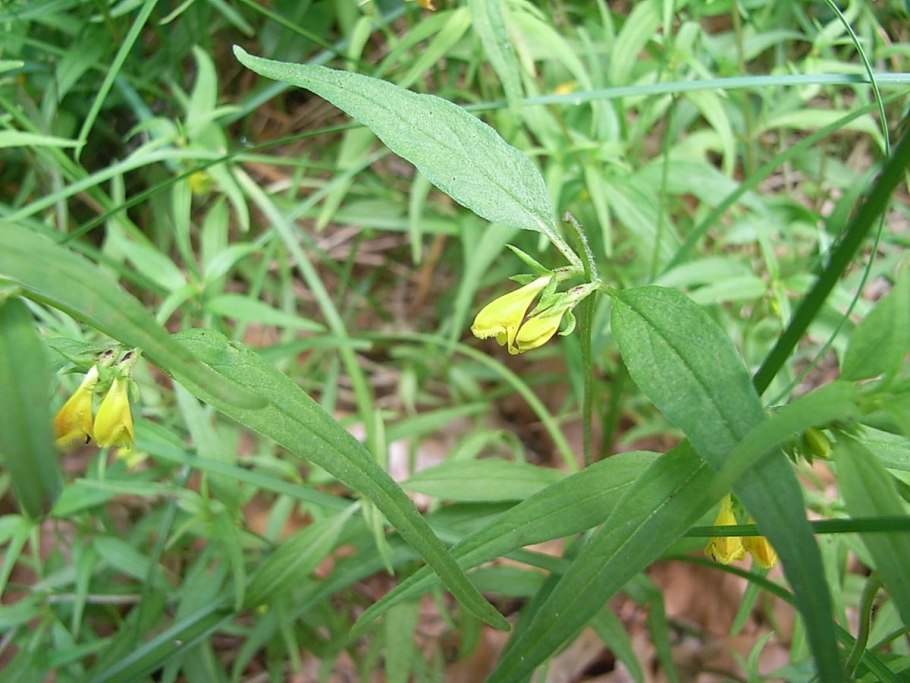 Марьянник Дубравный Melampyrum nemorosum