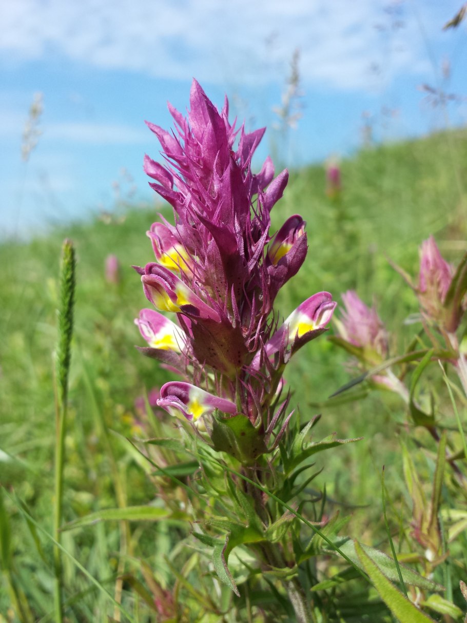 Марьянник Дубравный цветок
