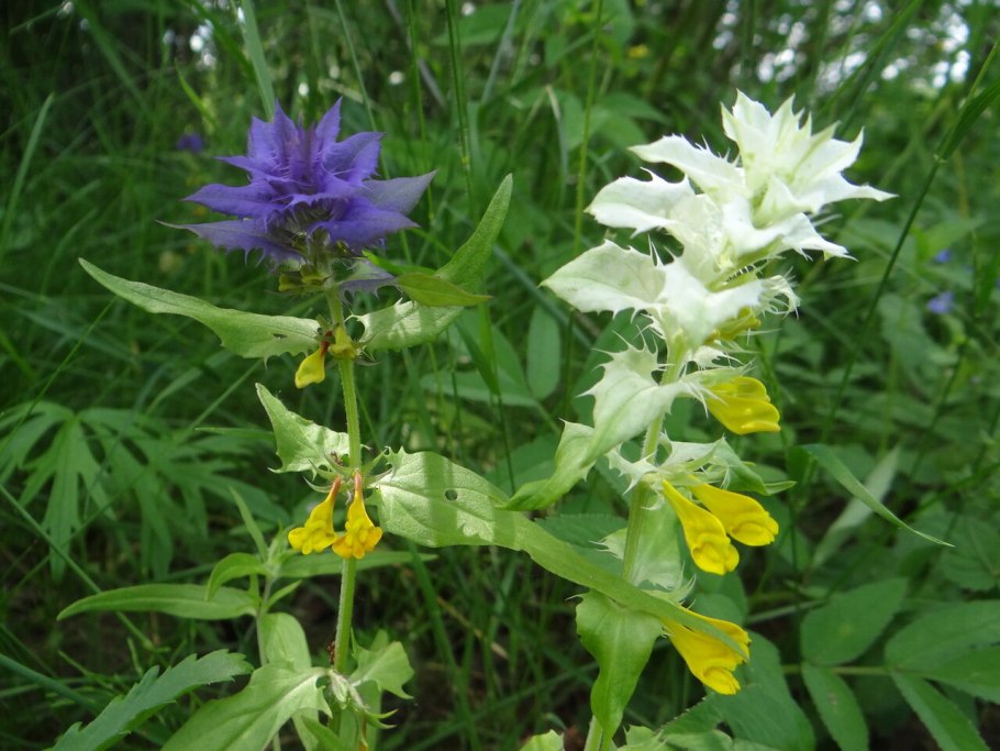 75. Марьянник Лесной