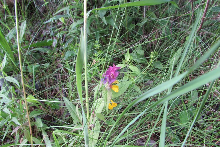 Марьянник Дубравный Иван-да-Марья Melampyrum